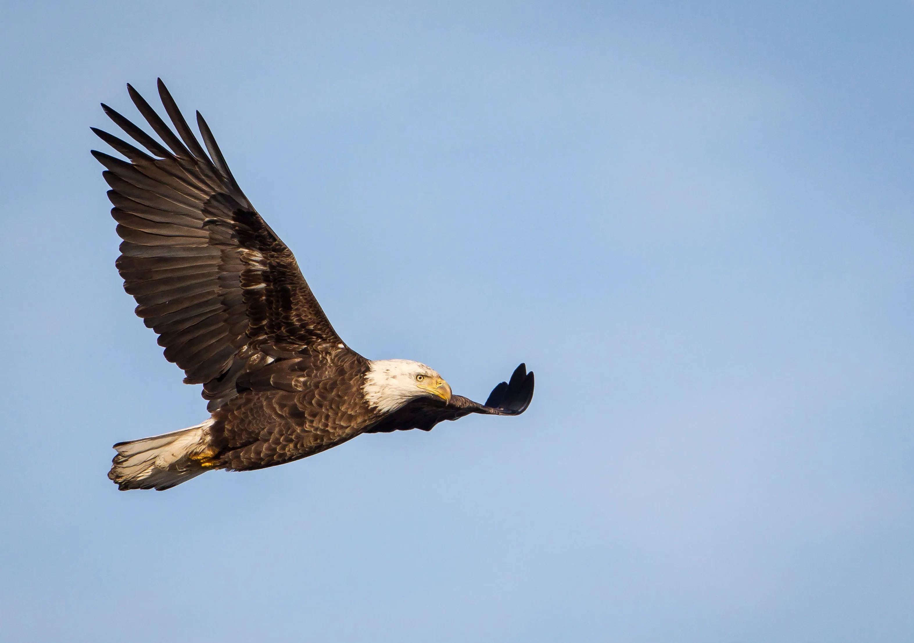 A bald eagle in flight over the Upper Mississippi River refuge